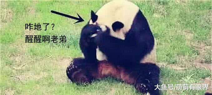 大熊猫一掌拍晕了小鸟，愧疚到掩面而泣：我不是故意的，老弟快醒醒
