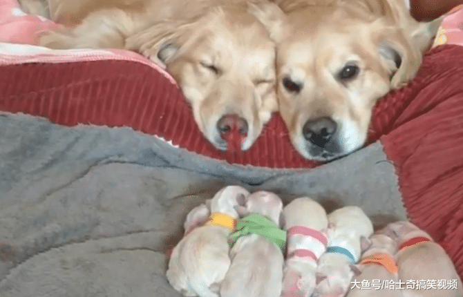 金毛生了6只宝宝，“夫妻”一起带娃，没想到狗爸更上心