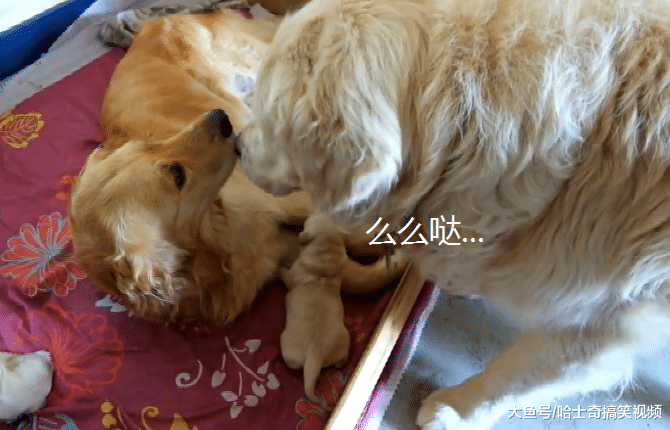 金毛“夫妻”生了6只宝宝，狗爸忙着照顾奶狗，是个好拔拔