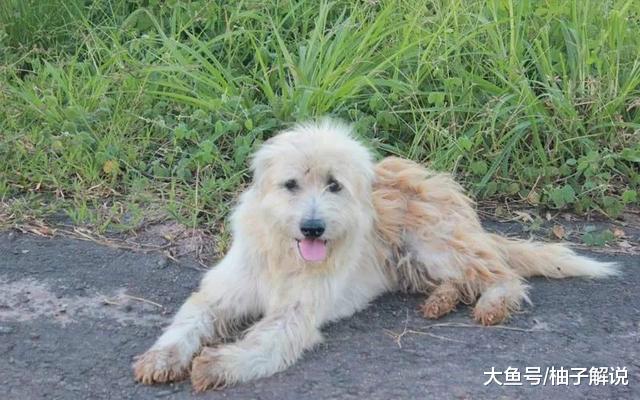 狗狗走丢了，原地等待主人四年，再次相见时，它却不跟主人走了！