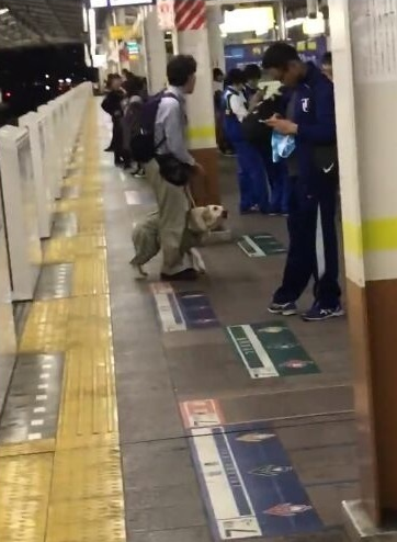 怒不可遏！导盲犬被主人狠狠踹在头部，导致狗狗重伤