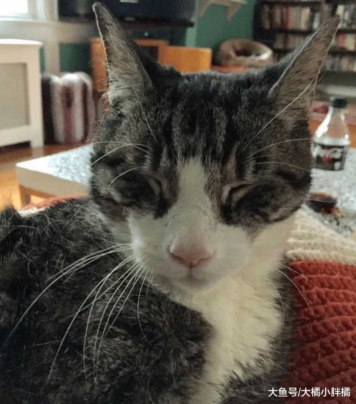 18岁老猫被送往收容所，妹妹也离世，老猫想绝食而亡却开启新生活