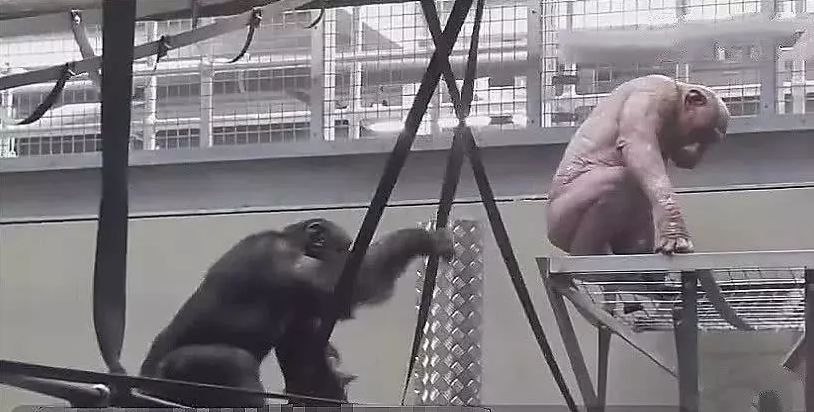 公猩猩患病全身脱毛，母猩猩看到后，接下来一个举动令人心碎！