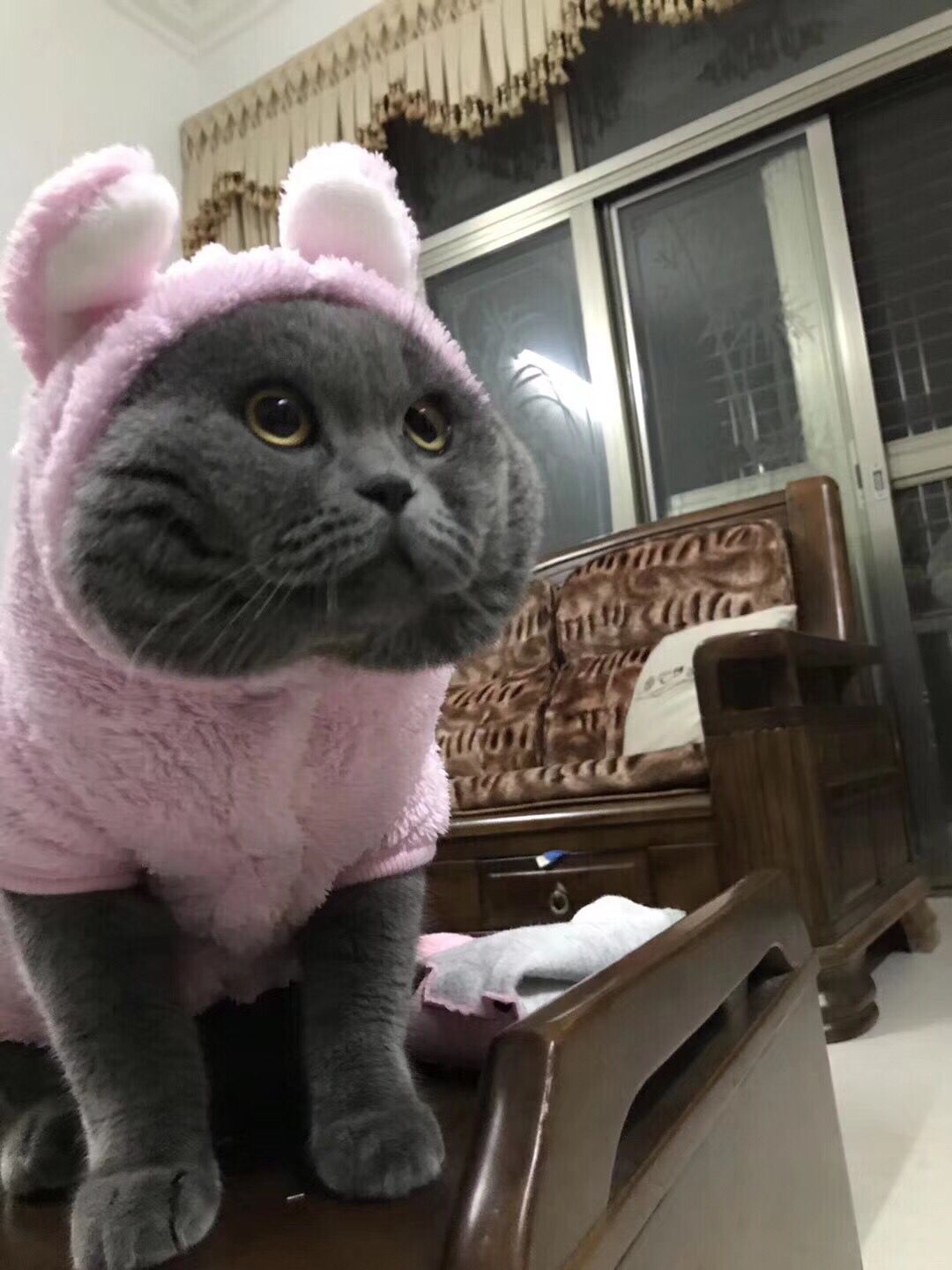 主人买了一身粉色带耳朵的衣服，给猫穿上后，整只猫变得生无可恋