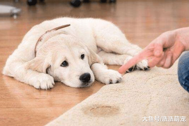 新手宠主养狗，养什么狗比较好？下面5种很适合，省心还好喂养