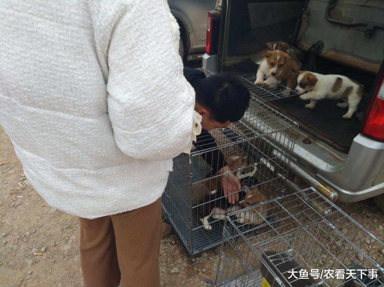 商贩出售柯基幼犬, 因品相不太好, 买主坚持要求降价!