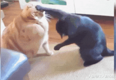 “猫界新宠”——橘猫，吃得多长得胖，性格很讨喜，你真的了解它吗？