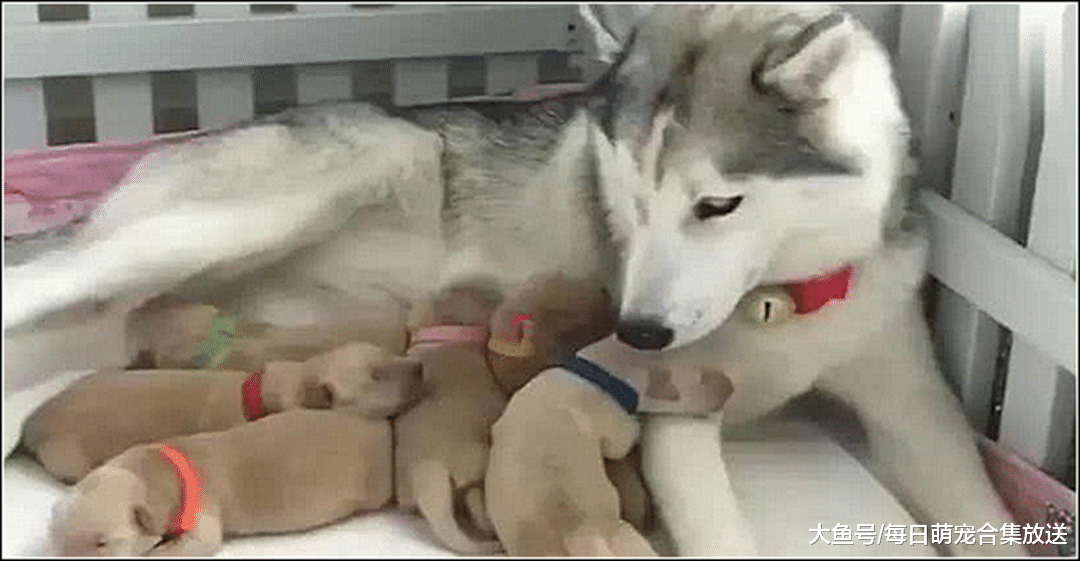 二哈罕见不拆家，男主感到不对劲，跑到狗窝一看无法淡定了