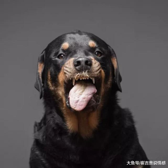 狗狗吃花生酱的时候，朝着主人吐舌头，网友：才刚吃完晚饭啊！