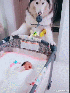 金毛照顾小主人，听到哭声就叼起玩具去哄他，汪：这届孩子真难带