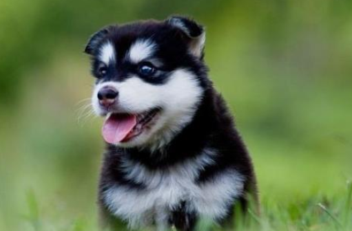 狗狗其实很聪明，经常会做这4个动作，你知道是什么意思吗？