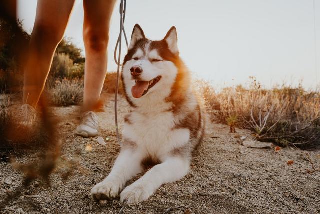 天天带狗散步，你知道狗狗需要遛多久吗？小狗运动量不一定小