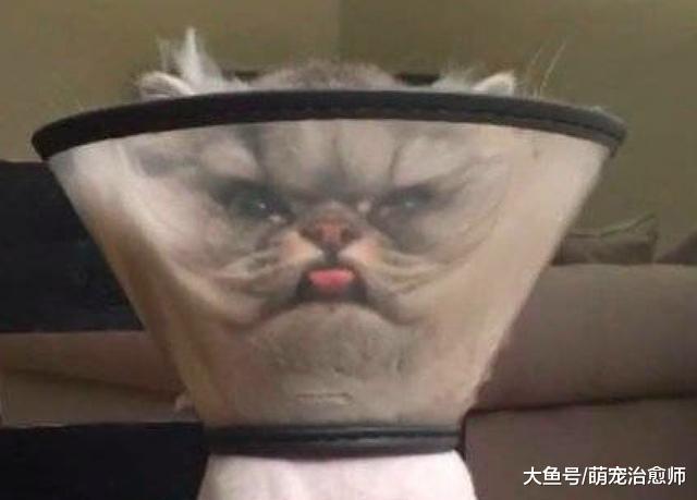 猫咪做完手术后戴上伊丽莎白项圈，头太大脸都被挤成鳌拜造型了！