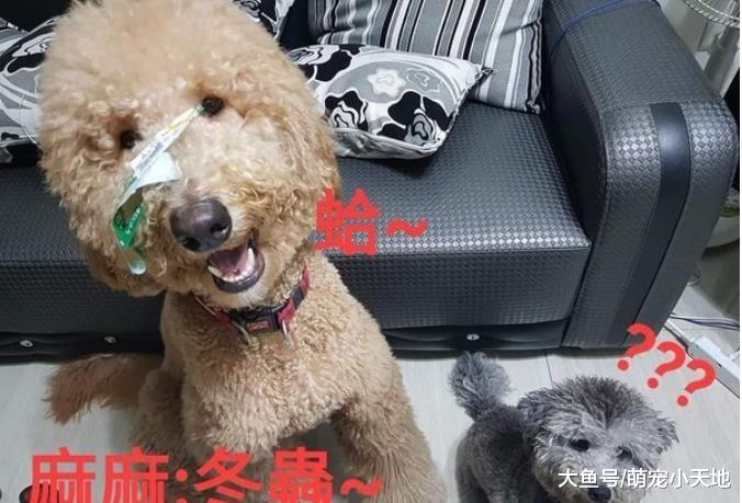 趁没雨去散步，贵宾犬厕所照镜还抖发型：好期待跟黑妞见面
