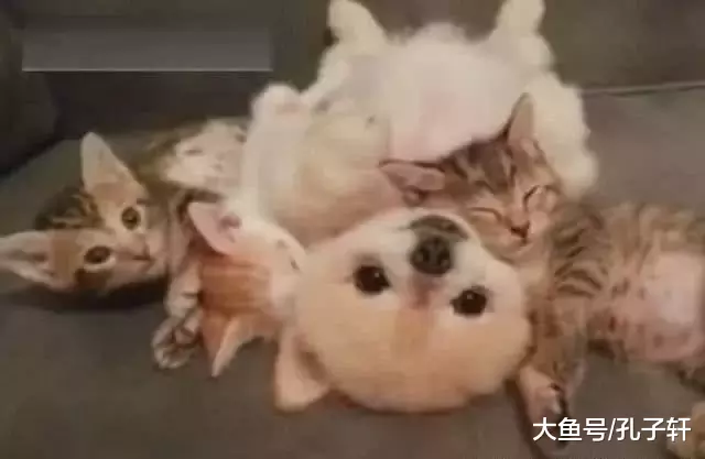 小博美怕吵醒在它身上睡觉的小猫, 保持一个姿势不动, 真是太暖了