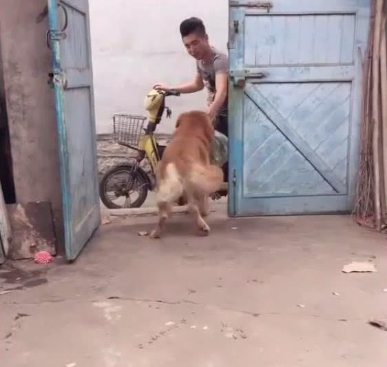 主人买菜回来了金毛急忙去接, 下一秒它的举动把主人气疯了!