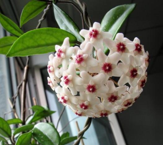 养花小白不知道养什么花？放弃绿萝吧，这种花不仅漂亮还好养活