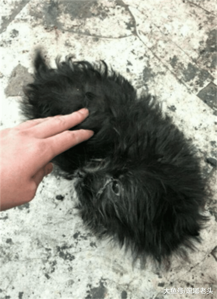 2个月大小遭遗弃，流浪20多天无人理，我与一只流浪狗的故事