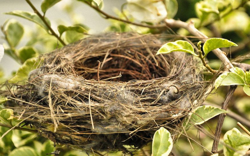 鸟窝都是“露天朝上”，遇到下雨幼鸟怎么办？看完长知识了