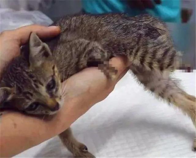 狸花猫因鼠患失去双腿，在野外求生时获救，装上假体开始新生活！