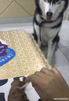 主人吃狗形蛋糕引起二哈强烈不适！难以置信的狗：它还是个孩子啊