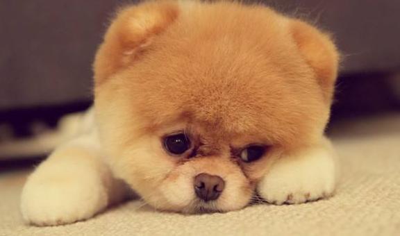 这6种行为，正在缩短博美犬的寿命，你知道吗？