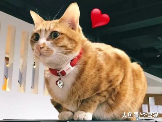 猫咪脂肪肝并非胖猫专属，瘦猫挨饿也会患病，预防需注意这三点！