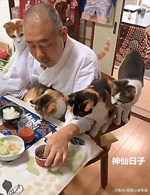 日本住持养猫走红，面前有秋刀鱼都不碰：都是佛法熏陶的好