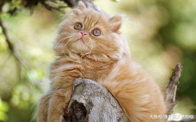 这5种行为，正在缩短宠物猫的寿命，你知道吗？