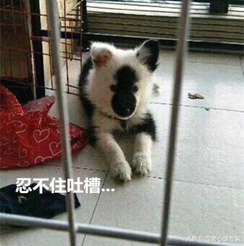 养了只狗狗，却被朋友吐槽长得太奇怪，发到网上闹出了不小的笑话