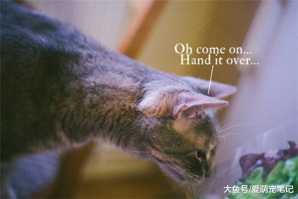 猫咪可以吃生菜吗？对，作为零食的话，对喵主子的身体健康有好处