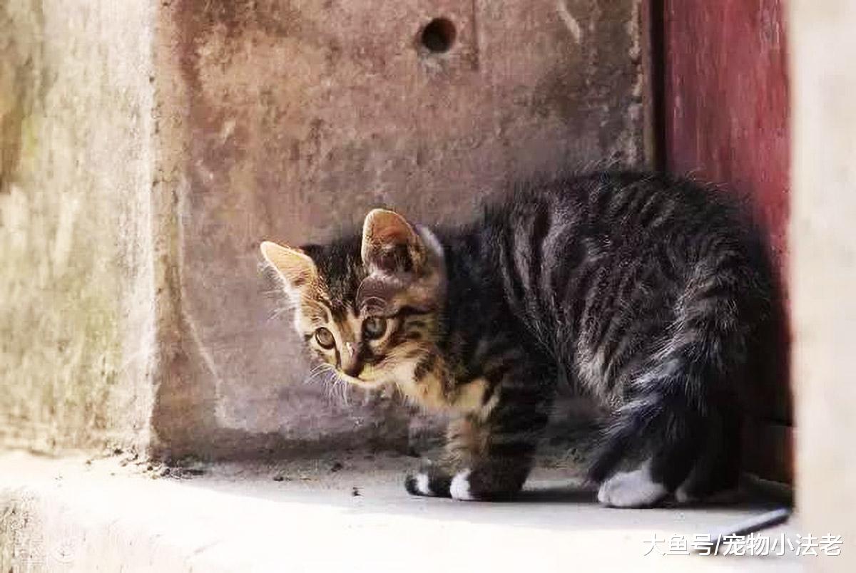 这种猫本应在家享受，但被虚荣心祸害，从而走上了一条“不归路”