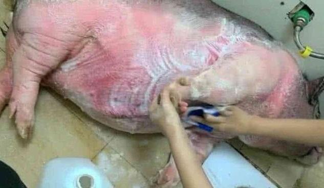 宠物猪养着养着就变成了大肥猪, 洗澡成问题, 主人很苦恼