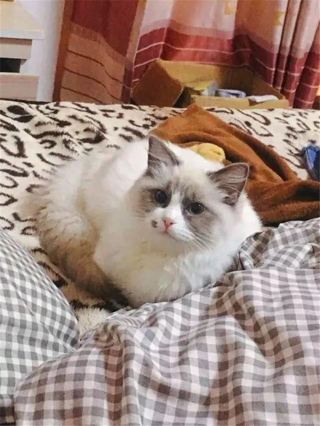 猫咪晚上常做四件事, 主人疑惑猫咪不睡觉, 原是靠间歇性睡眠法!