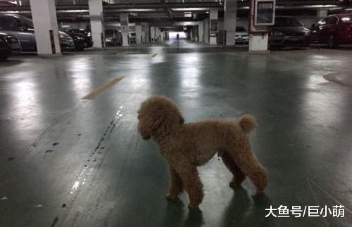 下雨天没法遛狗？室内玩耍也同样有趣，有没有你用过的方法？