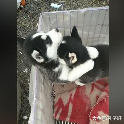 哈士奇兄弟被带来狗市卖，分别前紧抱在一起，以后就要天各一方了
