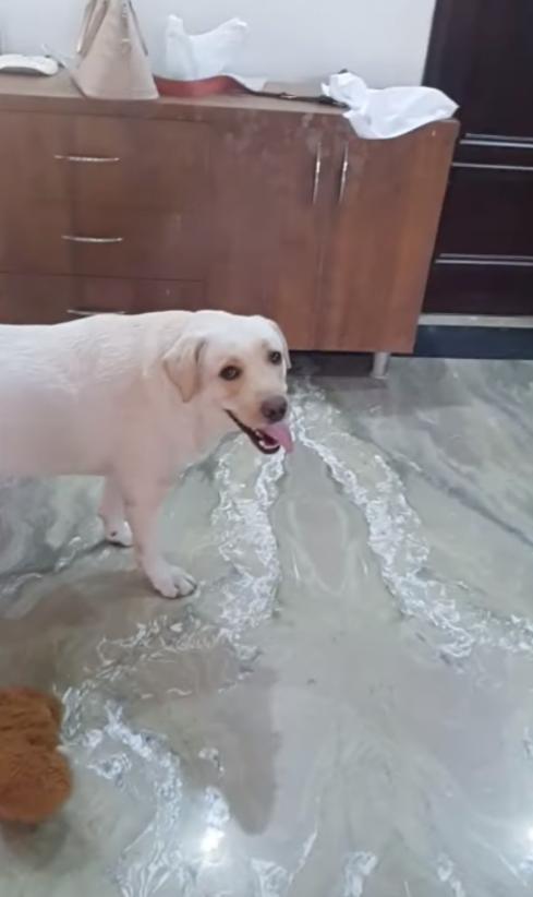 以为出差的主人要留它看家，狗狗变得闷闷不乐，感觉要哭了