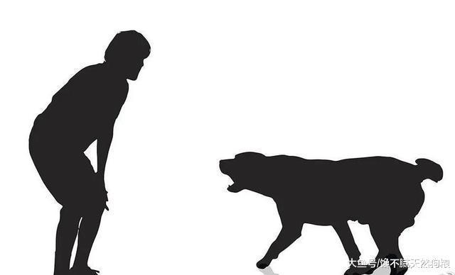 兽医告诉你: 为什么你的狗狗总是生病? 那是你经常做了这6点!