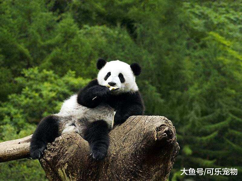 熊猫宝宝骑摇摇马，无师自通堪称老司机，网友：秋名山车神