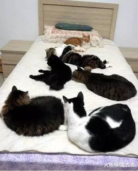 网友下班回家后，被眼前一幕吓一跳，家中横七竖八躺着一堆流浪猫