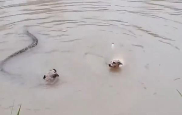 2狗与3米多蟒蛇激战7分钟，幼犬疑被生吞下肚