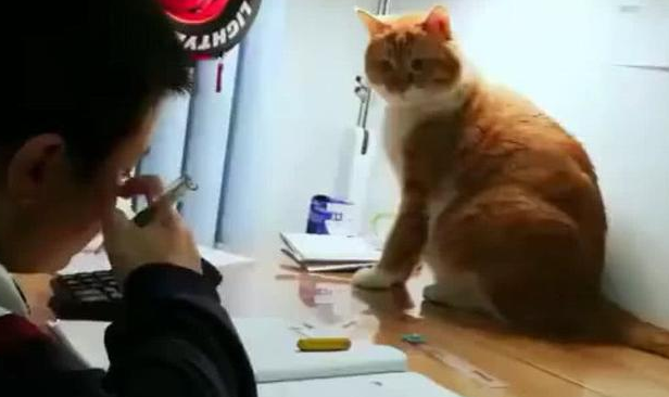 橘猫监督小主人做作业, 看到他开小差, 抬起爪子就要打: 让你分心