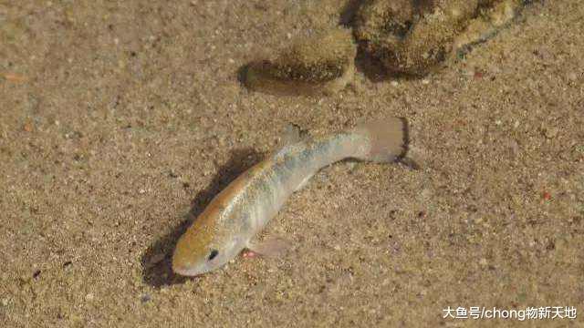 世界上生命力最頑強的魚，生活在沙漠中上萬年，至今都沒有滅亡