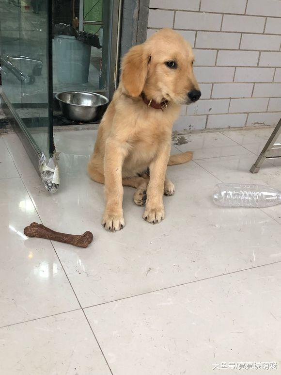 金毛找网友要中秋节礼物，结果被臭骂一顿，还得被罚站