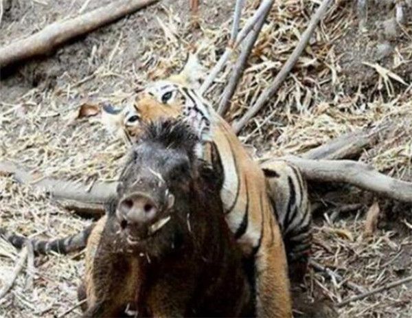 强悍的野猪不幸遇到老虎 被老虎戏耍后再开吃