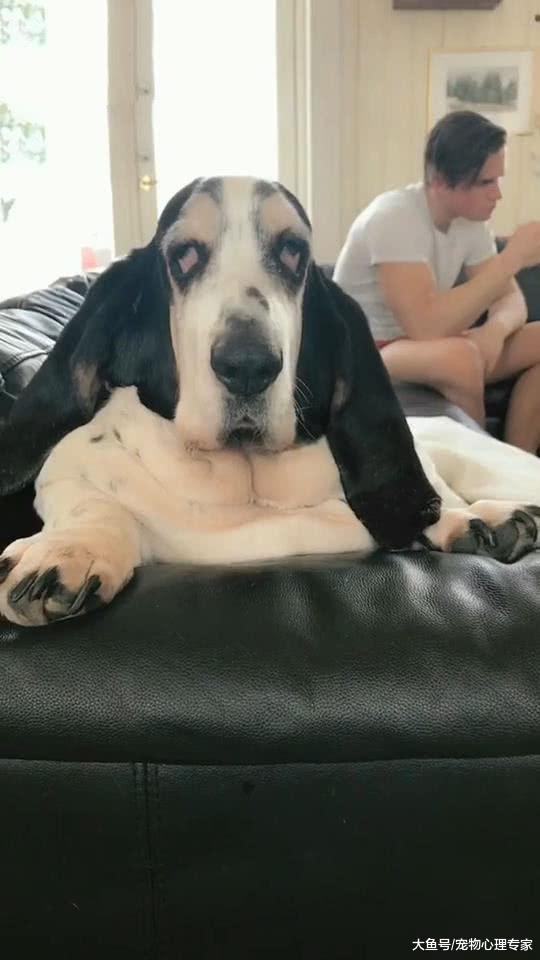 朋友说养了非常厉害的狗，本来还不相信，去他家一看有点没站稳