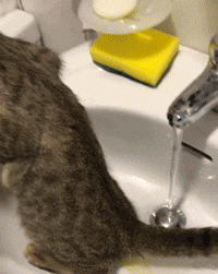 有对情侣爬山的时候捡到一只流浪猫，带回家后非常调皮，有天...