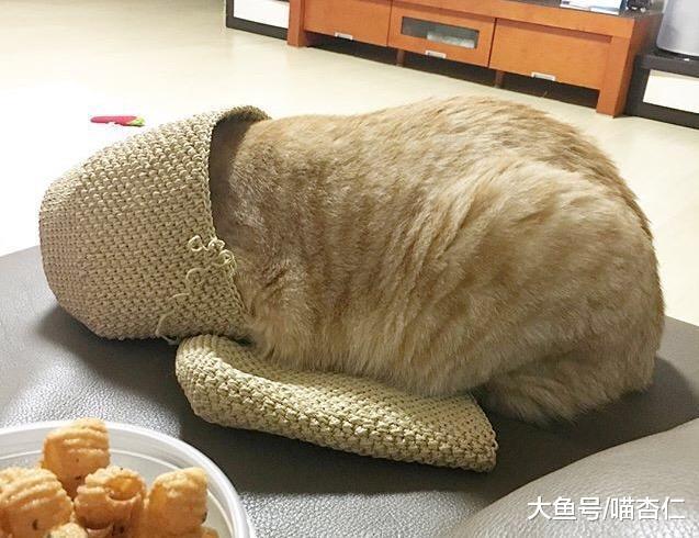 隔壁来了一只小猫，网友带橘猫过去看望，回来后橘猫捂住了脸……