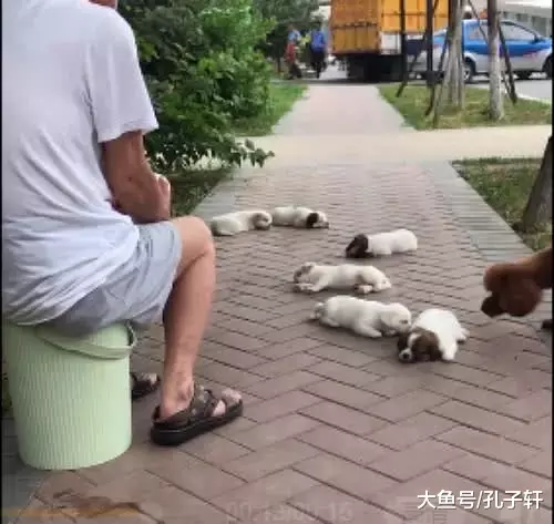 带泰迪去逛街，途中偶遇6只小奶狗，瞬间走不动道了！