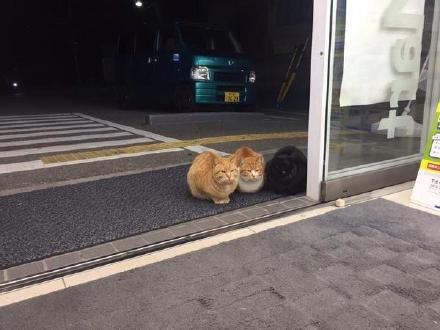 猫：这就是我让主人起床的方法